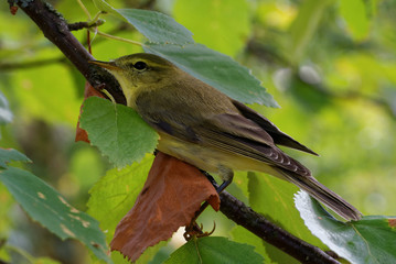 Willow warbler (Phylloscopus trochilus)