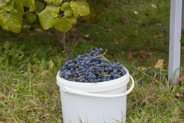 a bucket of grapes,picked up a bucket of grapes for winemaking