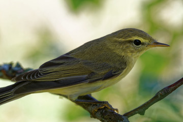 Willow warbler (Phylloscopus trochilus)