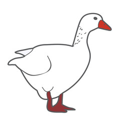 vector, isolated goose, duck white