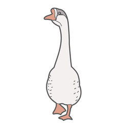 isolated goose, duck