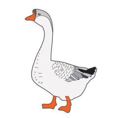 vector, isolated, goose, white background