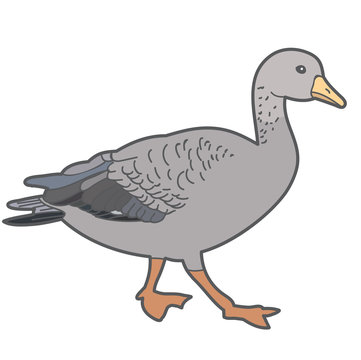 vector, duck on white background