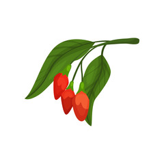 Red goji berries on green branch with leaves. Natural and healthy product. Flat vector element for poster about superfood
