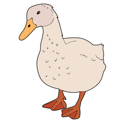 bird goose, duck