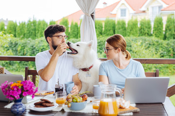 Eating couple. White funny husky coming to the eating table with his owners working distantly during breakfast