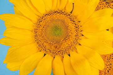 Bright big yellow sunflower on blue background. Flatlay style.