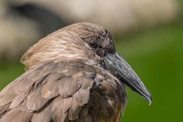 Obraz premium Hamerkop