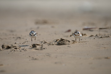 Couple of Malaysian plover is a small wader that nests on beaches and salt flats in Southeast Asia. 