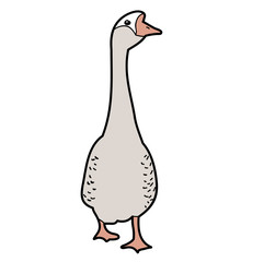 goose, duck, on white background