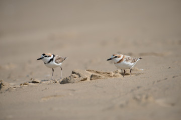 Couple of Malaysian plover is a small wader that nests on beaches and salt flats in Southeast Asia. 