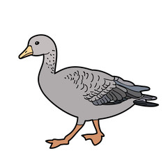 isolated goose, duck, on white background