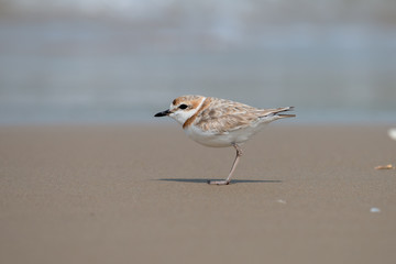 Female Malaysian plover is a small wader that nests on beaches and salt flats in Southeast Asia.  its has a thin brown band. Its legs are pale. Its voice is a soft twit.