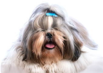 Shih-Tzu