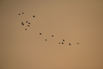 Flying Herons with sunset background, they are the long-legged freshwater and coastal birds in the family Ardeidae