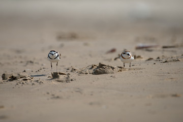 Male Malaysian plover is a small wader that nests on beaches and salt flats in Southeast Asia. The male can be recognized by a thin black band around the neck