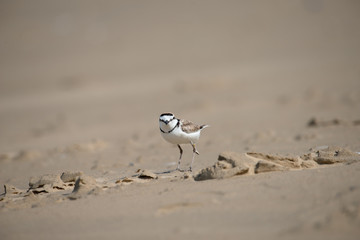 Male Malaysian plover is a small wader that nests on beaches and salt flats in Southeast Asia. The male can be recognized by a thin black band around the neck