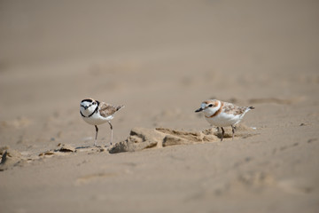 Male Malaysian plover is a small wader that nests on beaches and salt flats in Southeast Asia. The male can be recognized by a thin black band around the neck