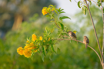 yellow-vented bulbul or eastern yellow-vented bulbul, is a member of the bulbul family of passerine birds. It is resident breeder in southeastern Asia.
