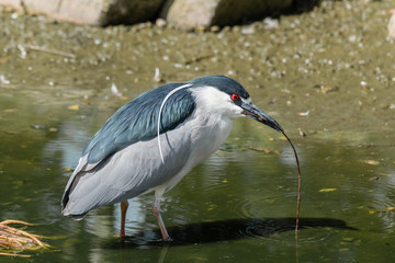 Black-Headed Night Heron
