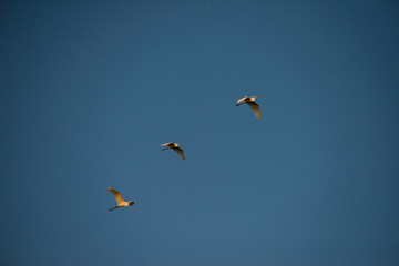 Flying Herons with blue sky background, they are the long-legged freshwater and coastal birds in the family Ardeidae