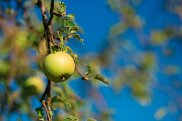 green fresh apple on branch tree against blue sky