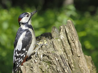 Great spotted woodpecker on the tree.