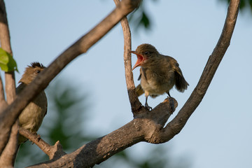 yellow-vented bulbul or eastern yellow-vented bulbul, is a member of the bulbul family of passerine birds. It is resident breeder in southeastern Asia.