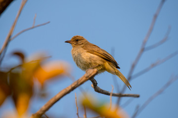 yellow-vented bulbul or eastern yellow-vented bulbul, is a member of the bulbul family of passerine birds. It is resident breeder in southeastern Asia.