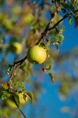 green fresh apple on branch tree against blue sky