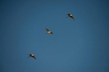 Flying Herons with blue sky background, they are the long-legged freshwater and coastal birds in the family Ardeidae