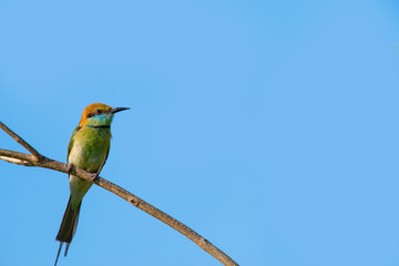 Green bee-eater or little green bee-eater is a near passerine bird in the bee-eater family. They are mainly insect eaters.