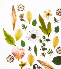Fototapeta premium dry flowers on the white