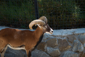 Animal in a zoo