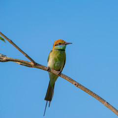 Green bee-eater or little green bee-eater are mainly insect eaters and they are found in grassland, thin scrub and forest often quite far from water.