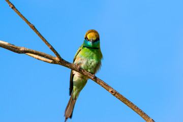 Green bee-eater or little green bee-eater is a near passerine bird in the bee-eater family. They are mainly insect eaters.