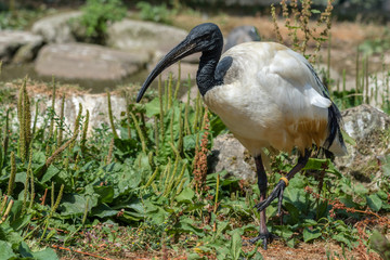 Black-Headed Ibis