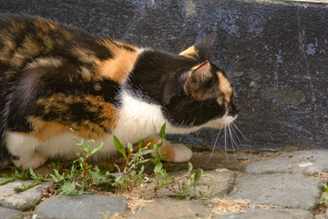 Eine bunt gefleckte Katze liegt auf der Lauer