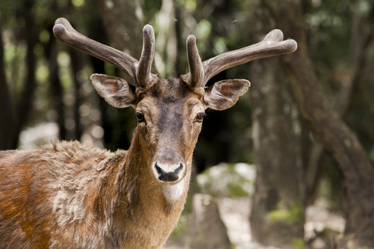 cervo 