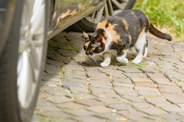 Eine bunt gefleckte Katze erkundet die Umgebung