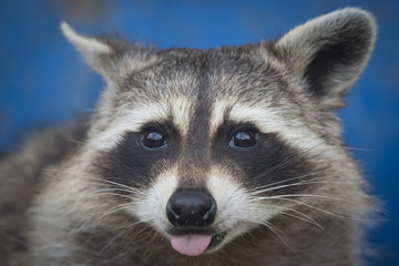 A raccoon sticking his tongue out!