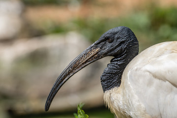 Black-Headed Ibis
