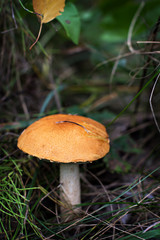 Wild mushroom. Picking mushrooms. Autumn forest.