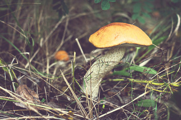 Wild mushroom. Picking mushrooms. Autumn forest.