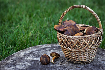 Forest mushrooms Forest mushrooms in the basket.