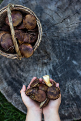 Forest mushrooms Forest mushrooms in the basket.
