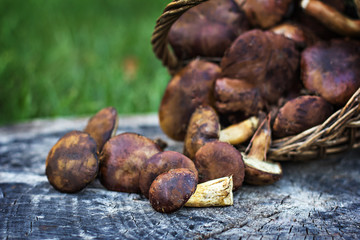 Forest mushrooms Forest mushrooms in the basket.