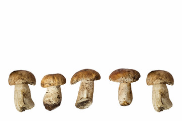 Forest mushrooms on a white background. Isolate.