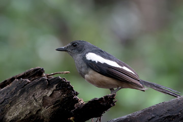 Fototapeta premium Female Oriental magpie-robin, they are common birds in urban gardens as well as forests.