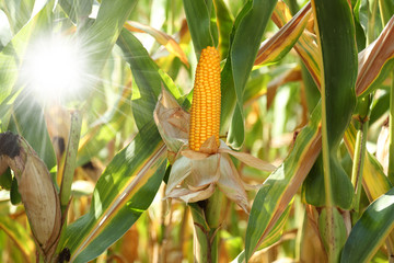 cob of corn on a stalk in a field - obrazy, fototapety, plakaty
